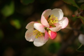 HD Begonia Flower Pictures Desktop Wallpaper