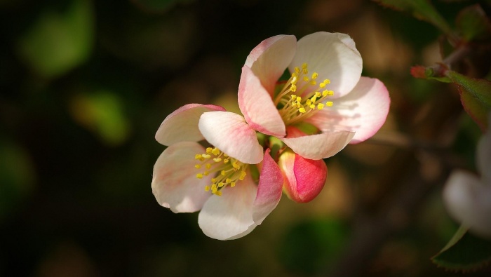HD Begonia Flower Pictures Desktop Wallpaper