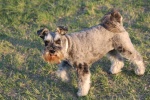 Cute and cute Schnauzer pictures