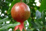 Pomegranate on the pomegranate tree picture desktop wallpaper