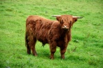 Long haired Scottish cow pictures