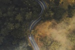 Empty forest road scenery mobile wallpaper