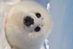 Adorable soft harp seal pup