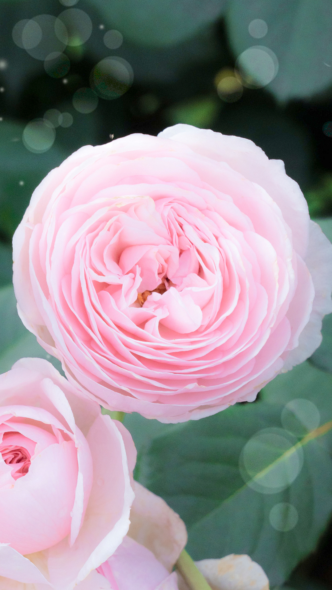 鲜艳的玫瑰花图片手机壁纸