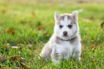 Cute puppy pictures desktop wallpaper