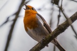 Robin on a branch picture