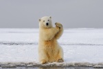 polar bear pictures