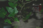 2022年4月翠绿色植物电脑日历壁纸