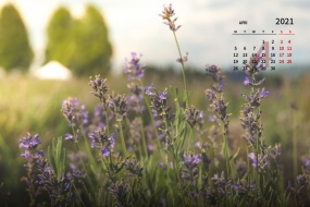 April 2021 Lavender Landscape Desktop Calendar Wallpaper
