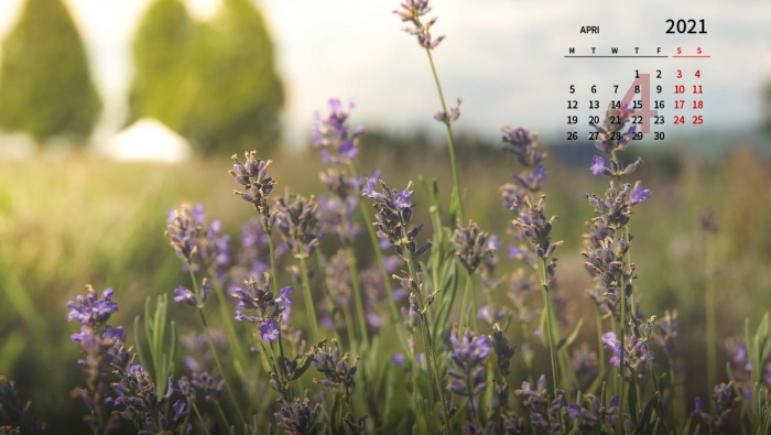 April 2021 Lavender Landscape Desktop Calendar Wallpaper