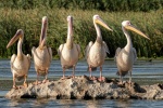 Big mouth white pelican picture