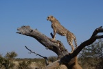 Fierce cheetah pictures