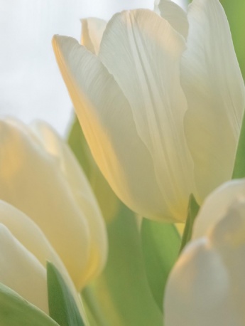 White tulip pictures mobile wallpaper