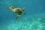 Turtles in the ocean pictures desktop wallpaper