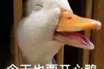 今天也要开心鸭