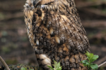 great horned owl pictures