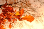 Late autumn red maple leaf scenery picture desktop wallpaper