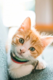 Cute little kitten pictures HD mobile wallpaper