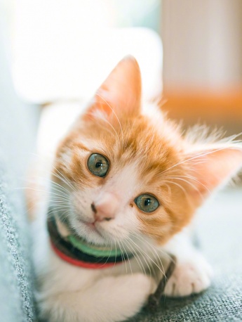 萌宠小猫咪图片高清手机壁纸