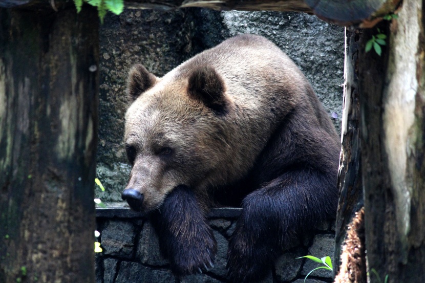 体型健硕的棕熊图片
