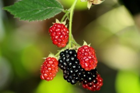 HD blackberry pictures desktop wallpaper