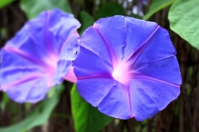 紫色的牽牛花圖片桌麵壁紙