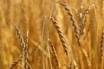 Ripe wheat HD picture material wallpaper