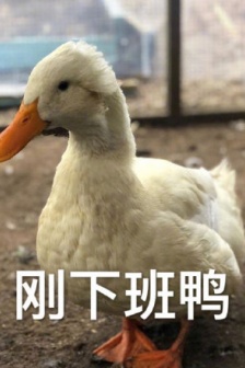 Duck duck modal particles emoticon package