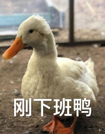 Duck duck modal particles emoticon package