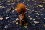 Cute little squirrel pictures