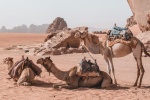 Desert boat camel picture