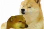 The silly and cute Shiba Inu cheems emoticon picture