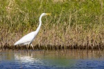 Great egret with snow-white feathers picture wallpaper