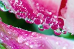Water droplets on flowers pictures desktop wallpaper