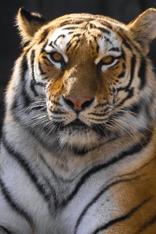 老虎攝影圖片手機壁紙