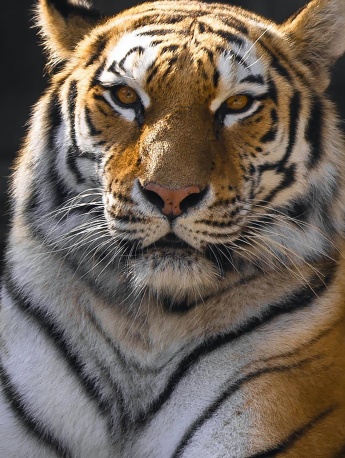 Tiger photography pictures mobile wallpaper
