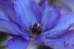 HD clematis pictures