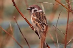 Sparrow bird photography picture material wallpaper