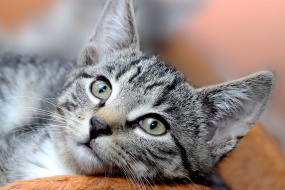 HD civet cat pictures desktop wallpaper