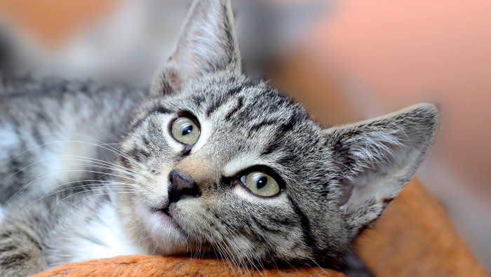 HD civet cat pictures desktop wallpaper