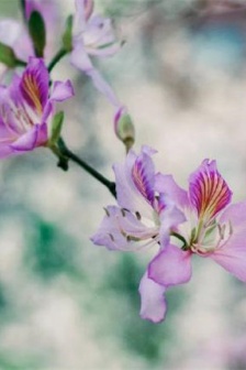 Exquisite and beautiful vernal equinox scenery pictures