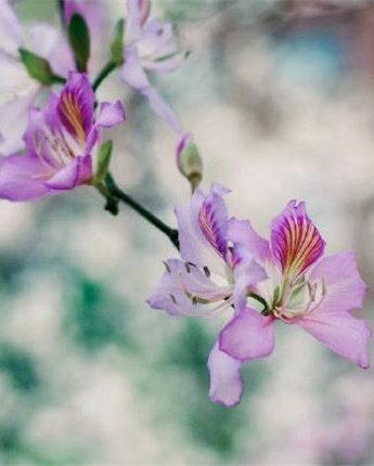 精美好看春分风景图片