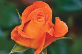HD Orange Rose Pictures Desktop Wallpaper