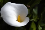 HD calla lily pictures desktop wallpaper