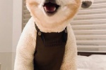 Silly and cute Shiba Inu mobile wallpaper pictures