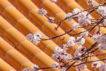 Beautiful apricot blossom scenery pictures