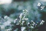 Spring Equinox Beautiful Flowers Pictures Desktop Wallpaper