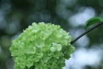 First blooming hydrangeas pictures and photography