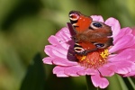 Butterfly on zinnias picture desktop wallpaper