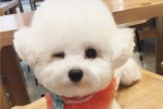 萌宠狗狗wink可爱个性头像图片